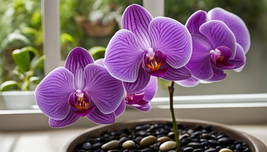 How To Grow Moth Orchids (Phalaenopsis) In The UK