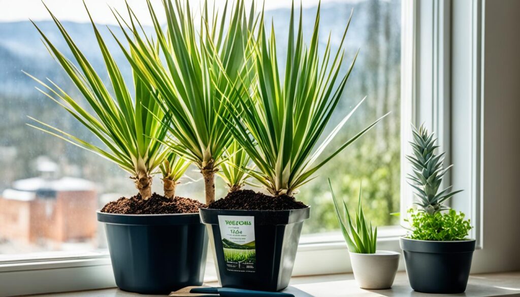 How To Grow Yucca In The UK